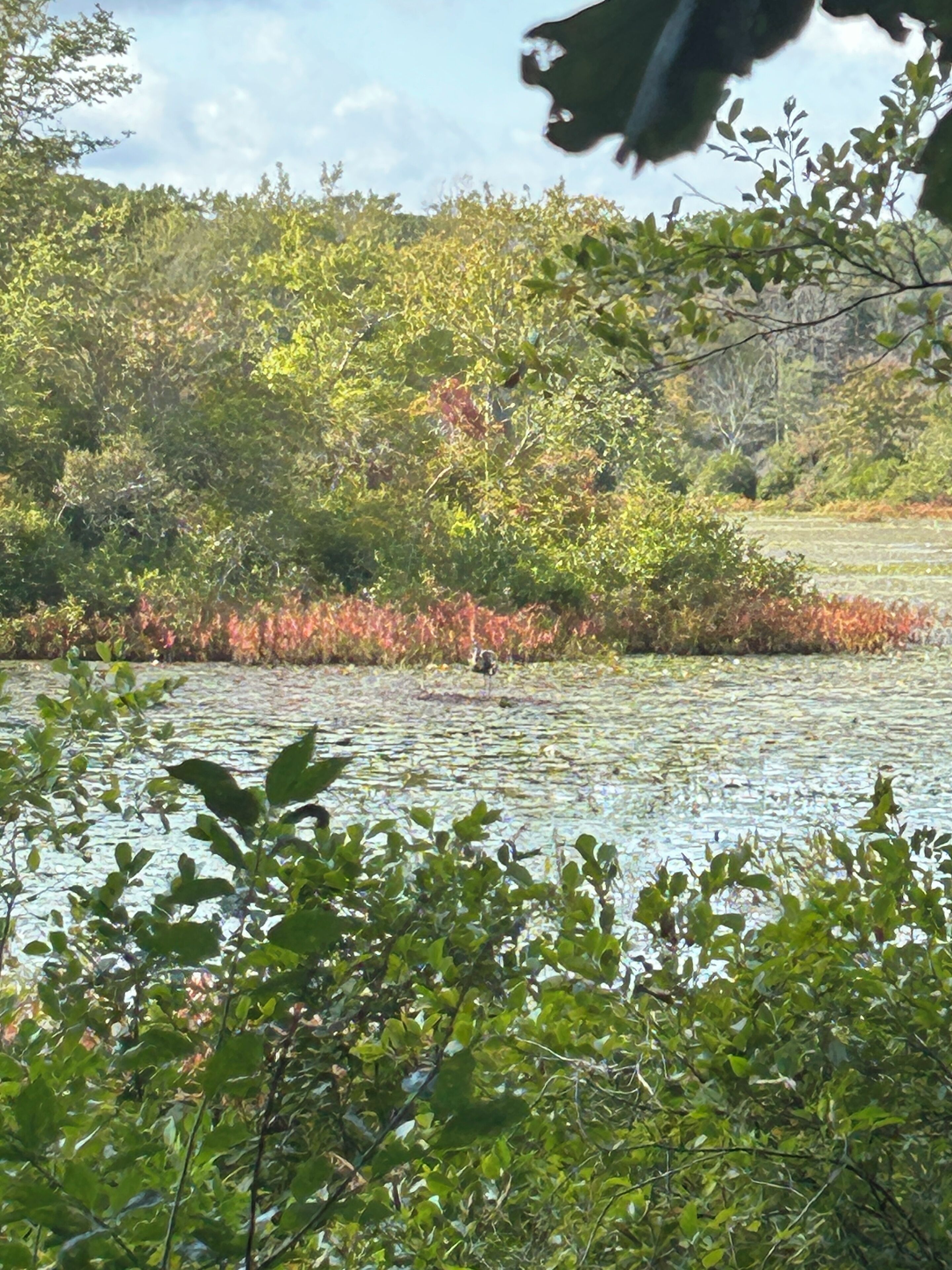 Un paysage naturel comprenant une étendue d’eau, une végétation luxuriante et un sentier pavé de pierres.