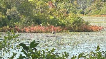 Un paysage naturel comprenant une étendue d’eau, une végétation luxuriante et un sentier pavé de pierres.