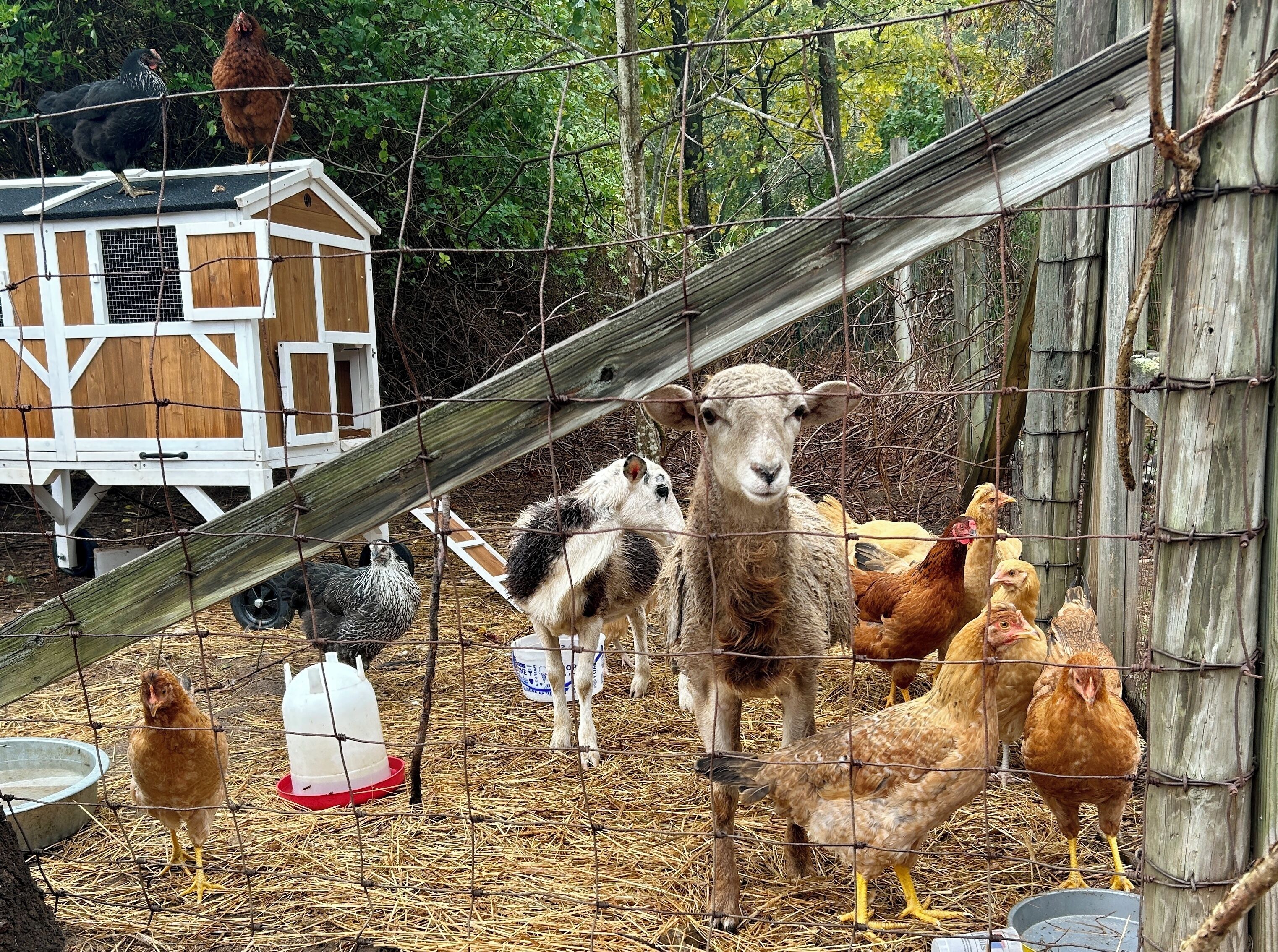 A farm with a wooden coop, a feeding trough, and a wire fence.