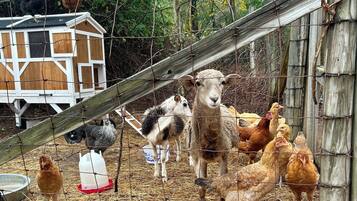 A farm with a wooden coop, a feeding trough, and a wire fence.