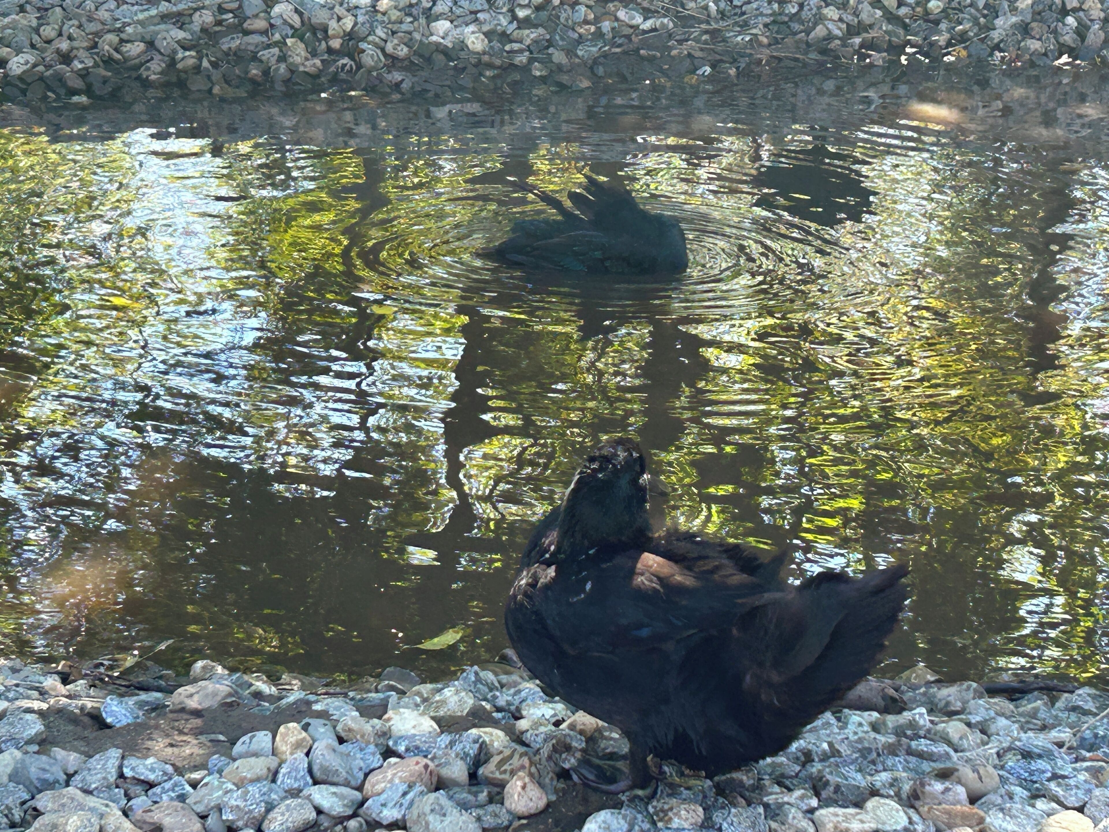 Un pollo de pie en una costa rocosa junto a un estanque con reflejos de árboles.