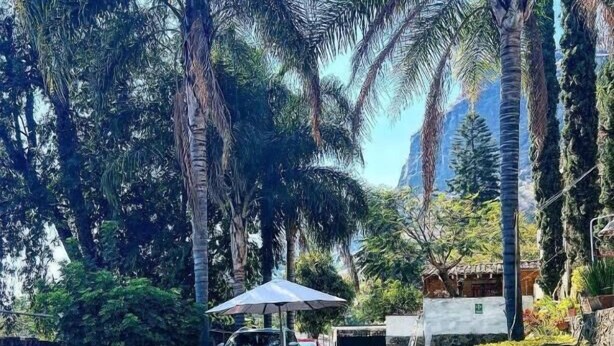A swimming pool with lounge chairs and umbrellas, surrounded by palm trees and greenery.