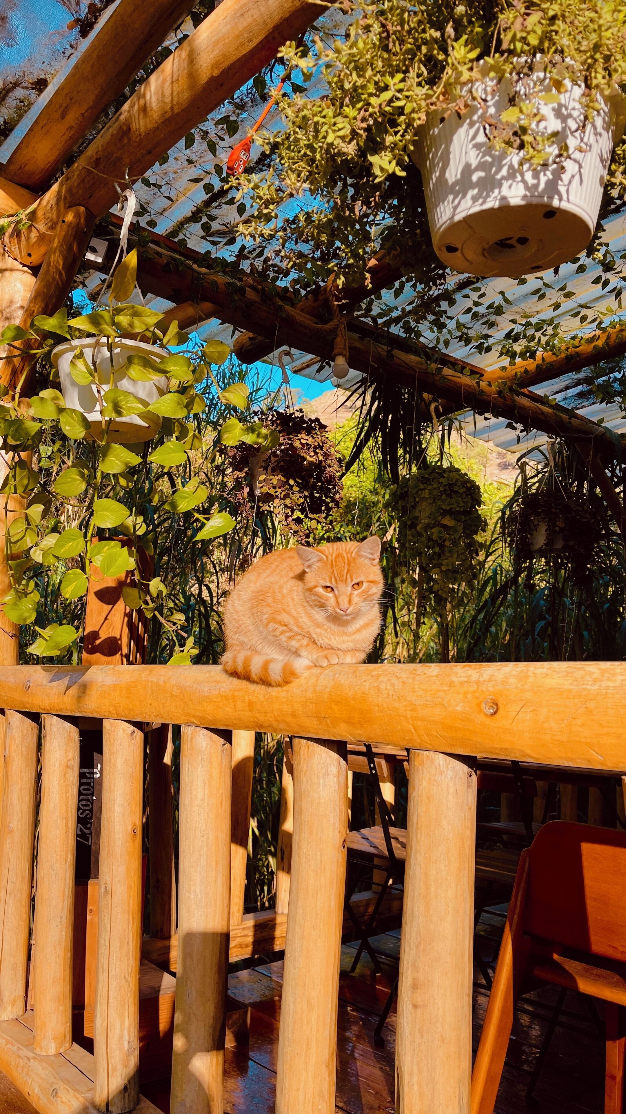 A wooden deck with a cat sitting on a railing, surrounded by greenery and a hanging planter.