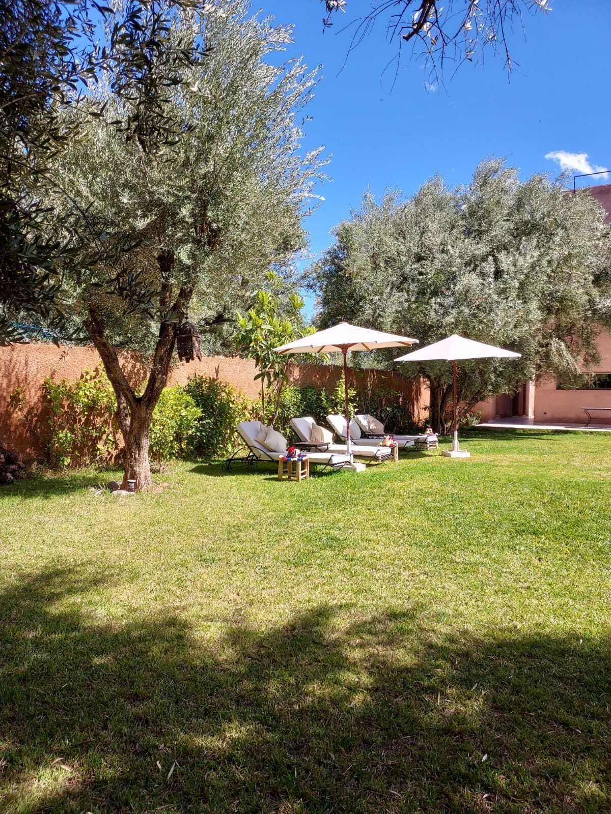 A backyard with a grassy lawn, two lounge chairs, and two umbrellas.