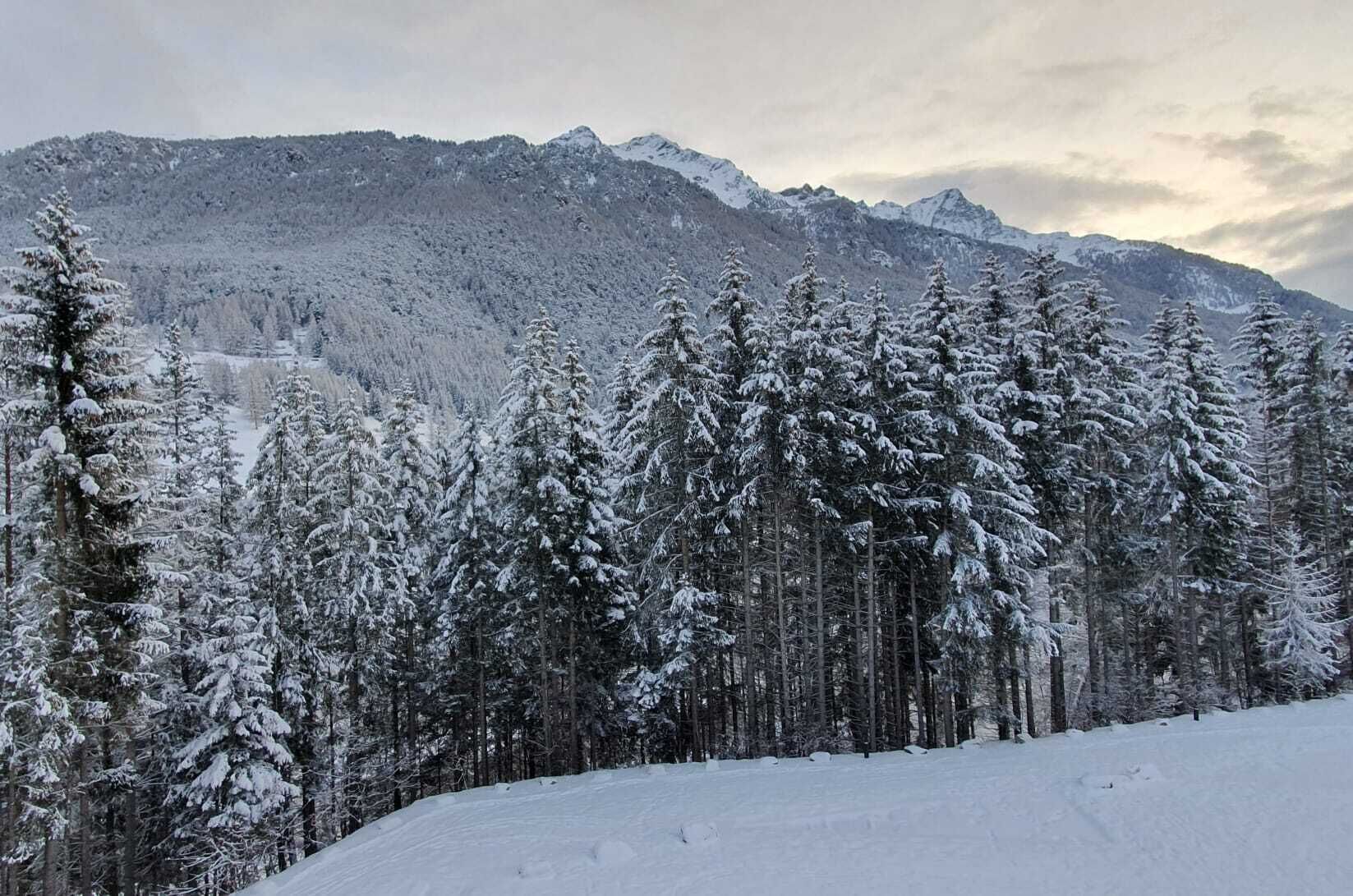 Una foresta innevata con una catena montuosa sullo sfondo.