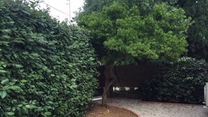 A well-maintained garden with a hedge, a tree, and a gravel pathway.