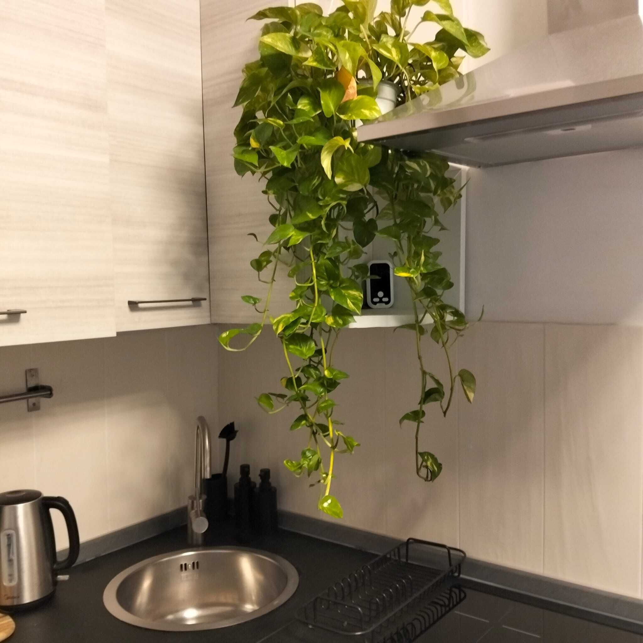 Mikrowelle, Herdplatte, Geschirrspüler