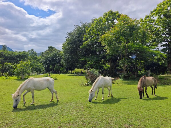A grassy field with three horses grazing, surrounded by trees and a clear sky. - The Moon Rabbit Resort Pai (Pai)