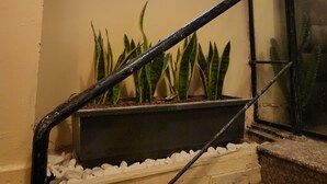 A staircase with a metal handrail, a window with a black frame, and a planter with green plants and white pebbles. - Jeru Caps CityCenter (Jerusalem)