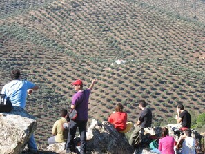 Miscellaneous - Traditional Cortijo near Cordoba, with swimming pool and surrounded by olive groves. (Pozoblanco)