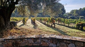 A vineyard with rows of grapevines, a stone wall in the foreground, and trees in the background. - Small, quiet house (Ollioules)