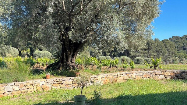 A large tree in a landscaped area with a stone wall and a small garden bed. - Small, quiet house (Ollioules)