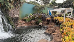 Una cascada que desemboca en un estanque rodeado de rocas y plantas tropicales.