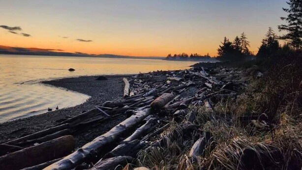 A beach with driftwood, calm water, and a forested horizon. - Oceanfront Central Seawalk Location | Patio, BBQ (Campbell River)