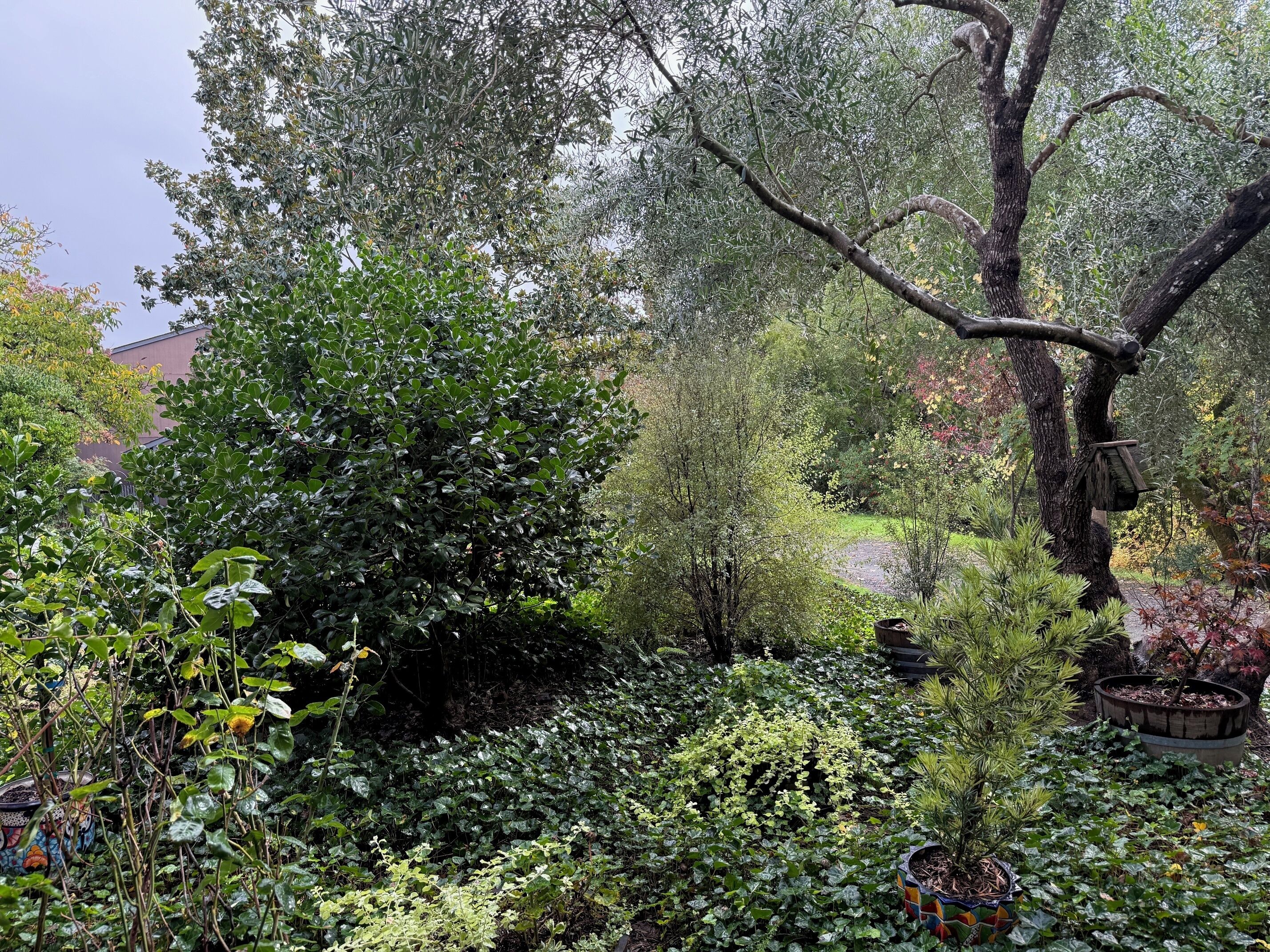 Een tuin met verschillende planten en bomen, waaronder een grote boom met een vogelvoerder.
