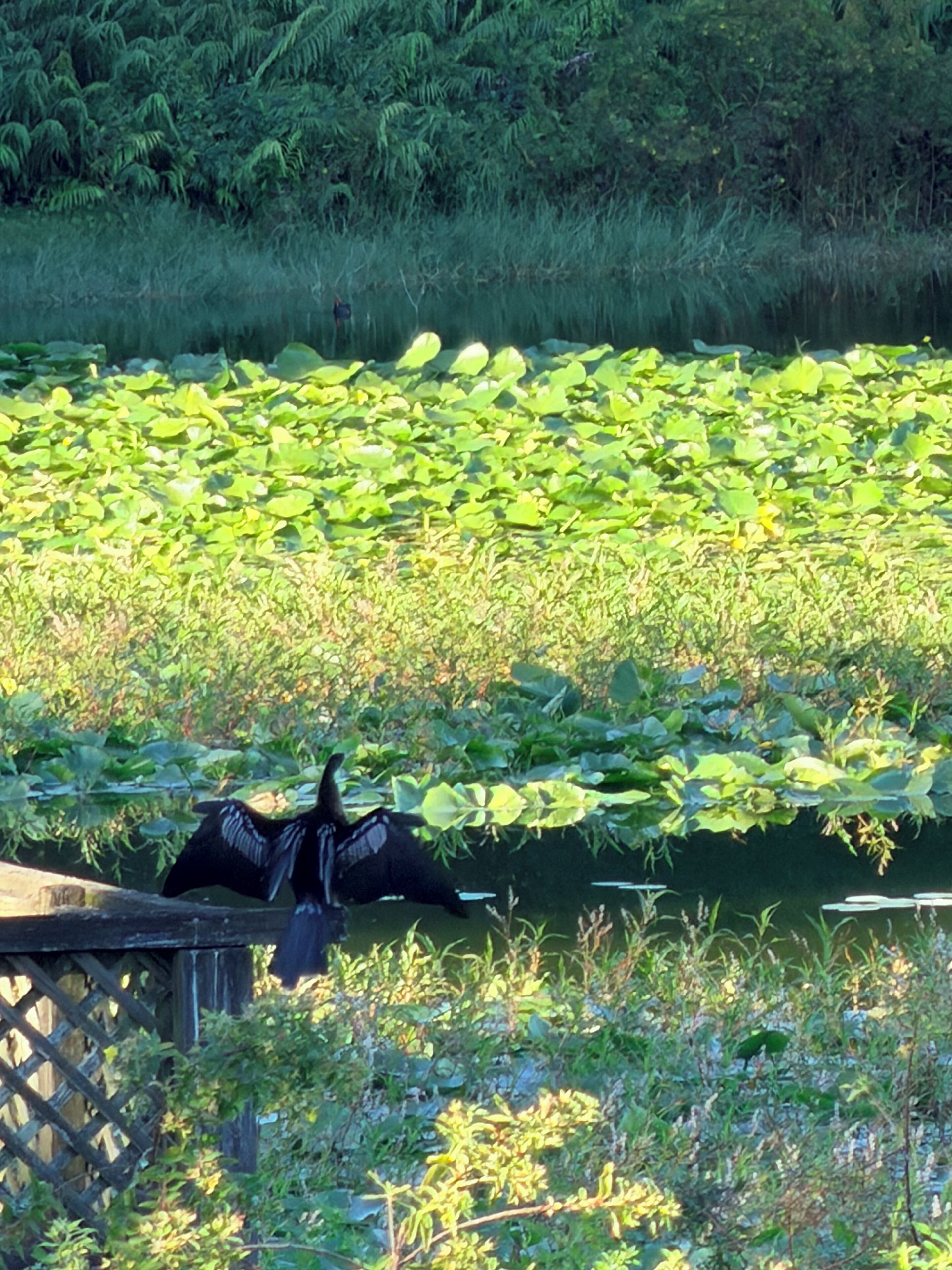 A bird on a wooden platform surrounded by water and lily pads.