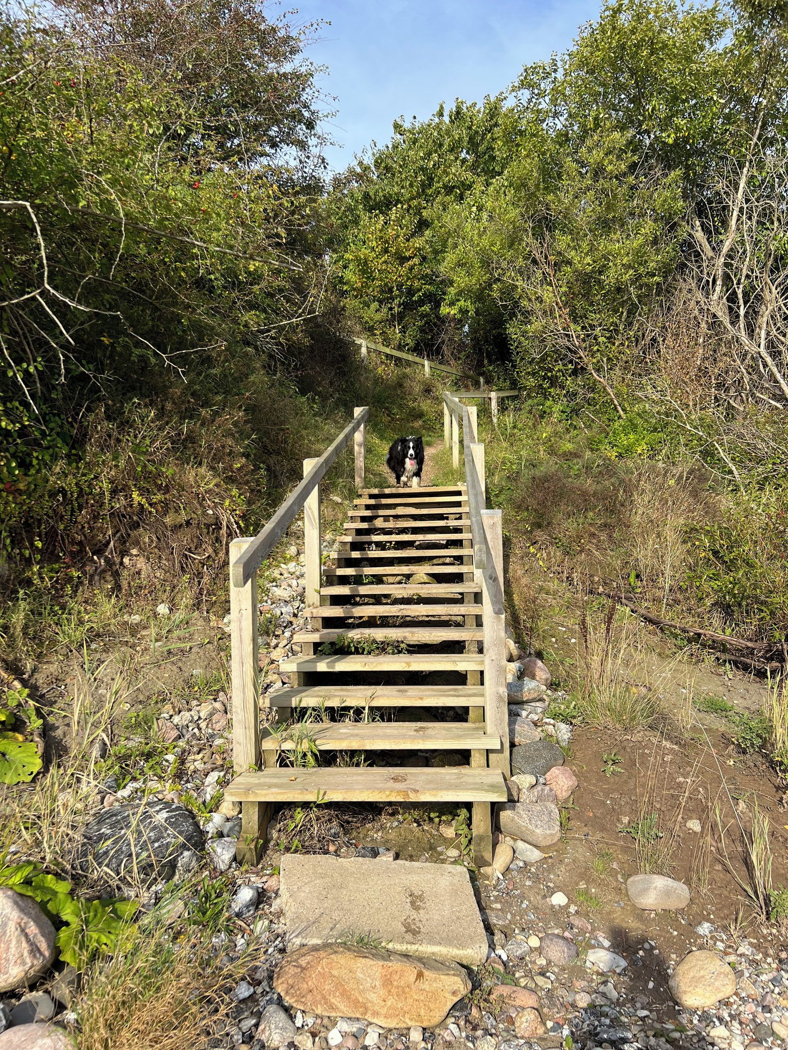 A wooden staircase leading uphill surrounded by greenery.