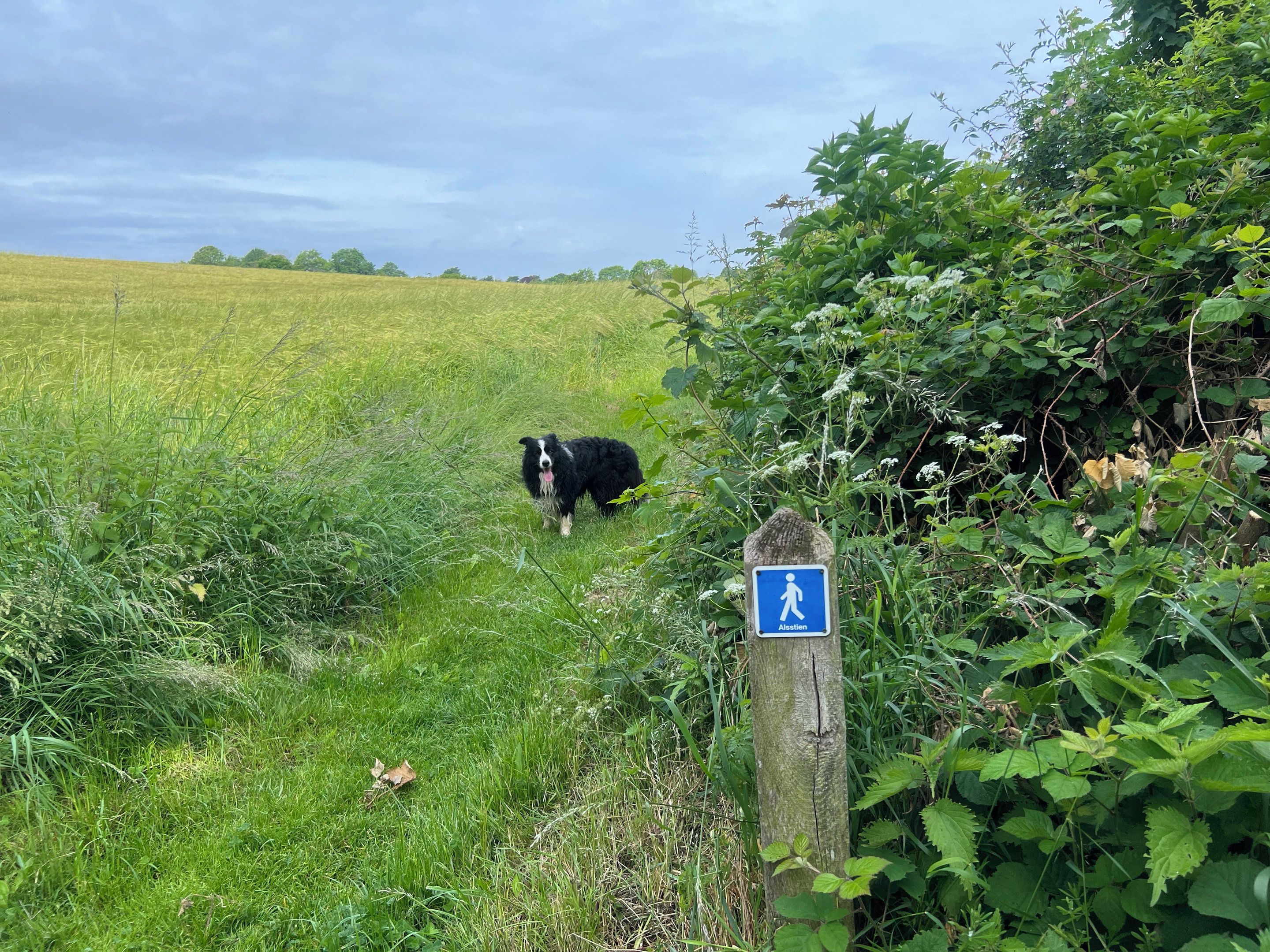 A rural landscape with a dog, a walking path sign, and lush greenery.