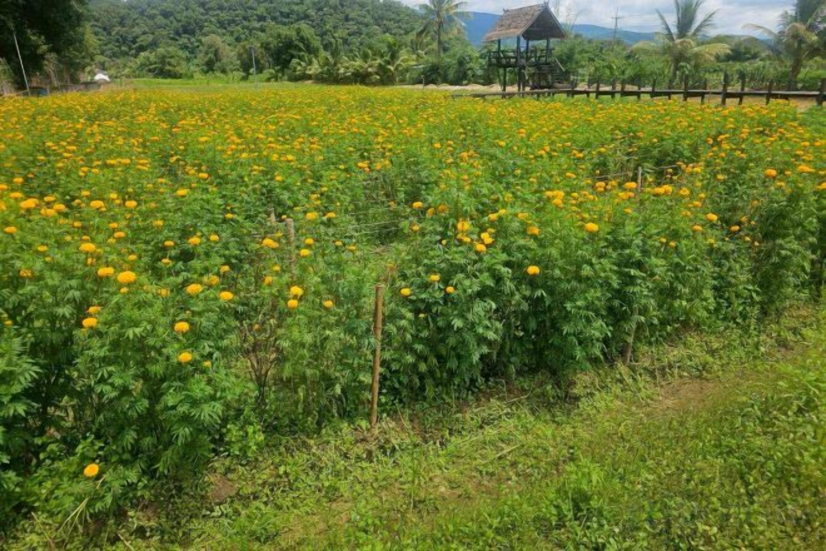 A field of yellow flowers with a wooden structure in the background.