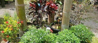 Banna Cafe & Glamping
