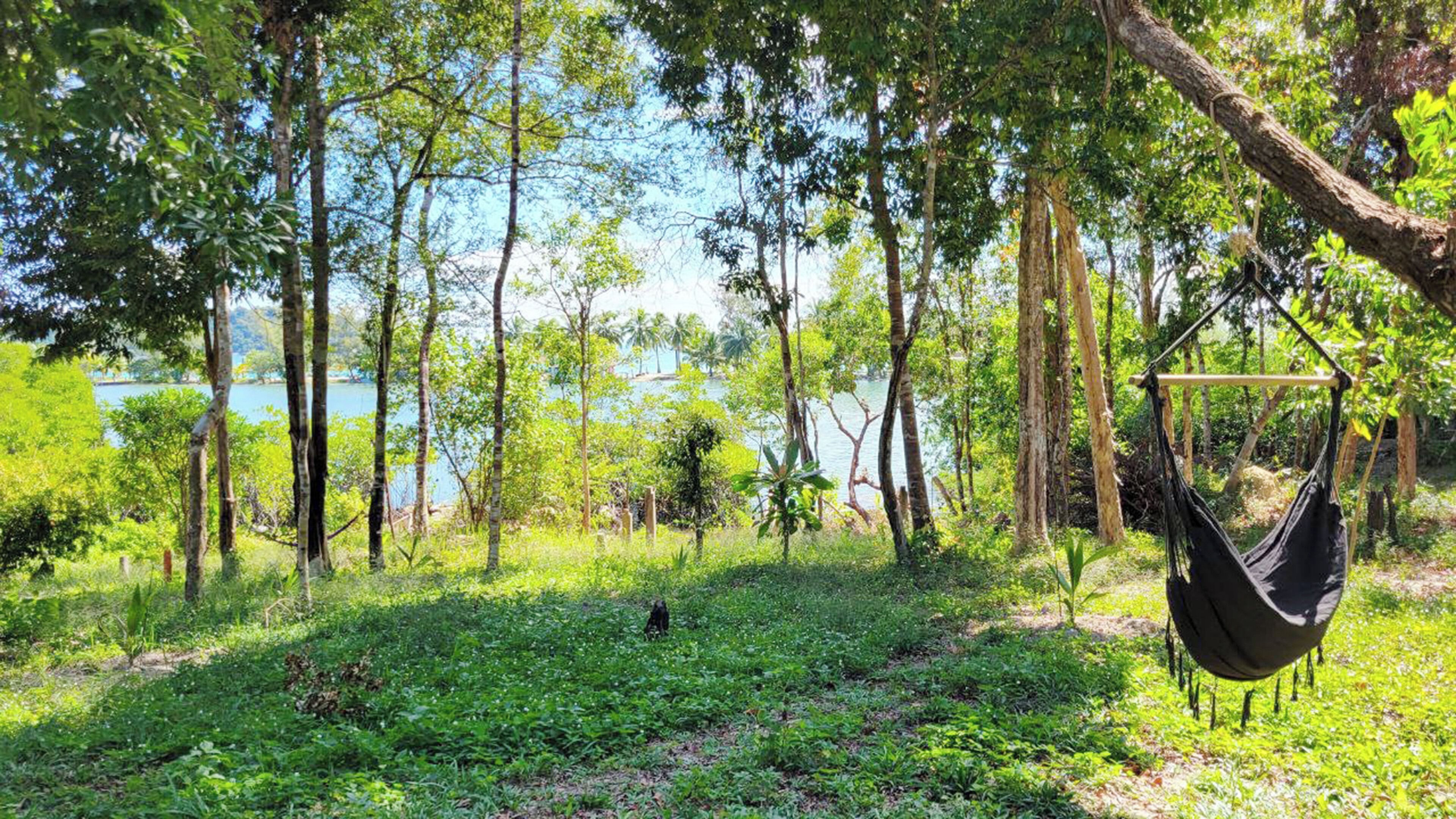 Una hamaca colgada de un árbol en un bosque verde y frondoso, con un lago al fondo.