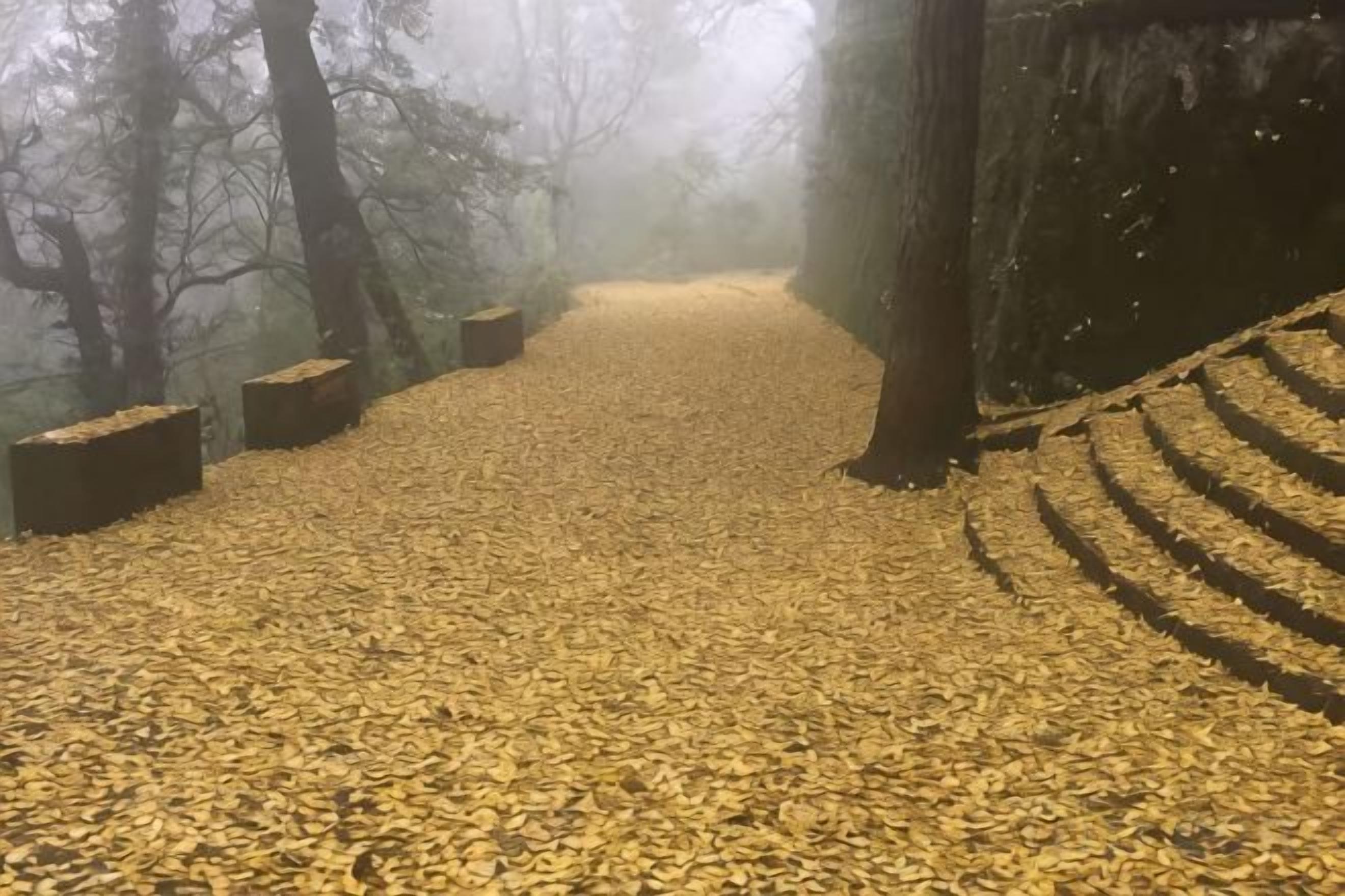 A forest path covered with fallen leaves.
