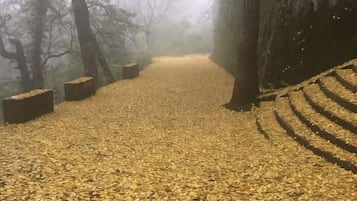 A forest path covered with fallen leaves.