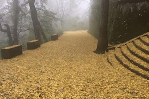 Un sentier forestier recouvert de feuilles mortes.