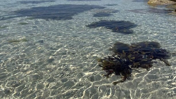 Clear shallow water with rocks and seaweed. - La Maison Palulova - Jacuzzi - 400m from the beach (Plouescat)