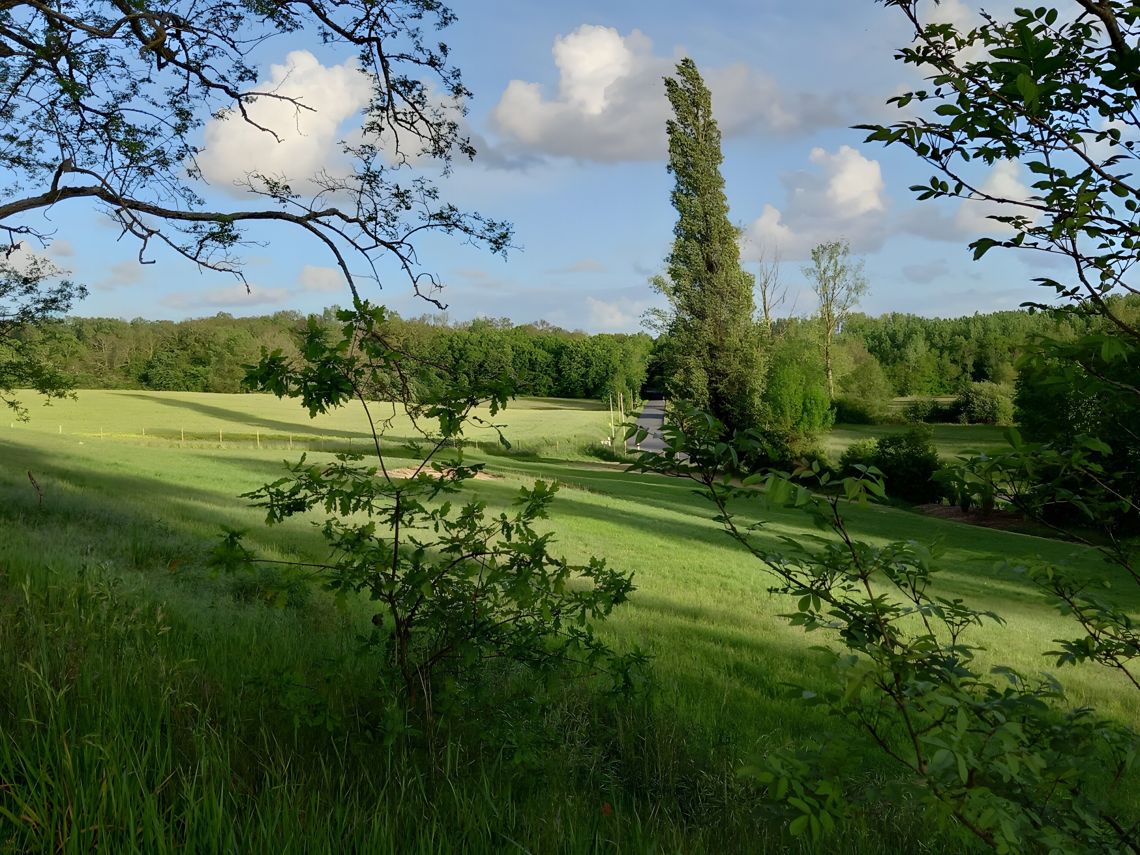 A grassy field with a tall tree and a small structure in the distance.