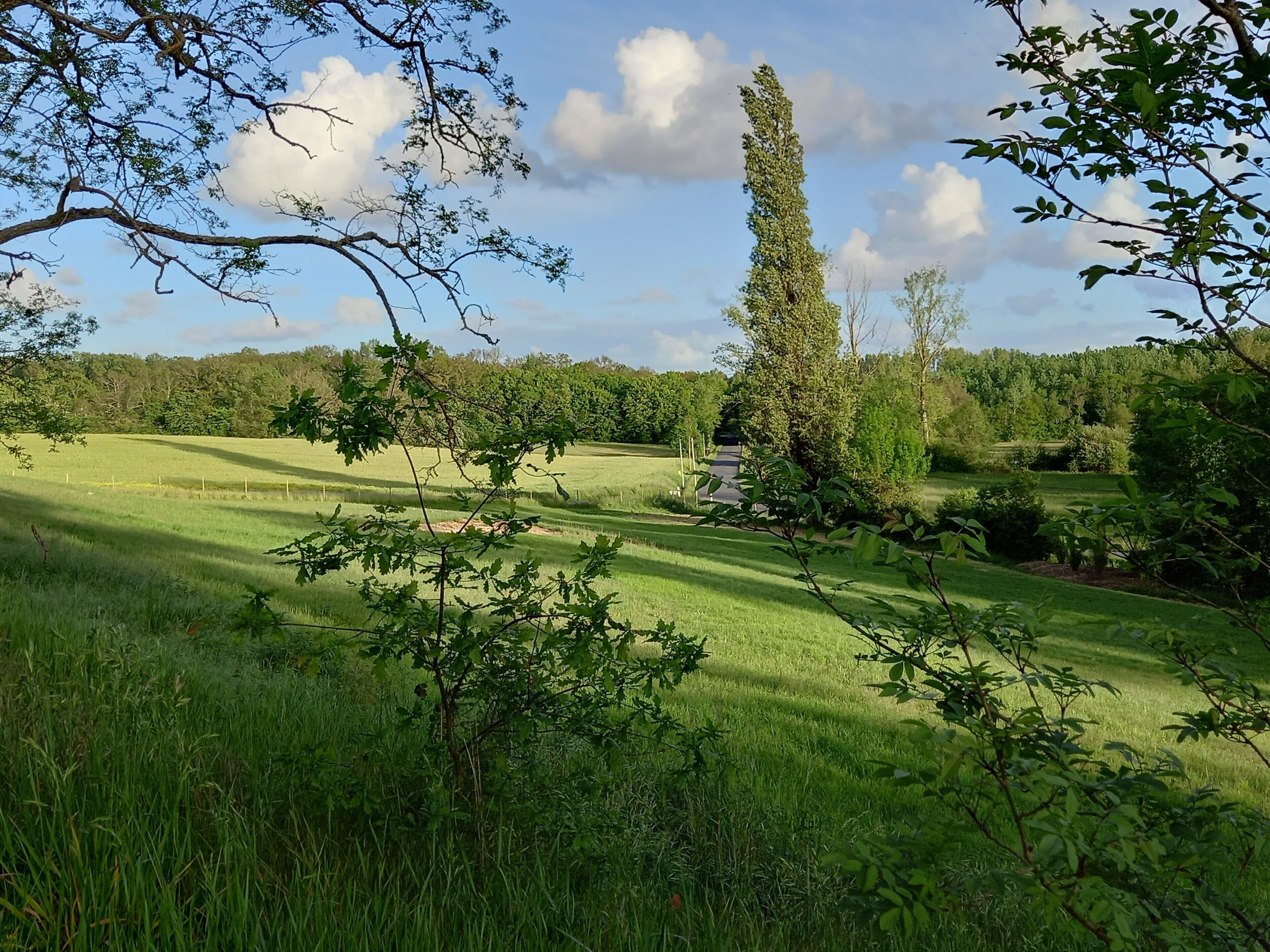 A grassy field with a tall tree and a small structure.