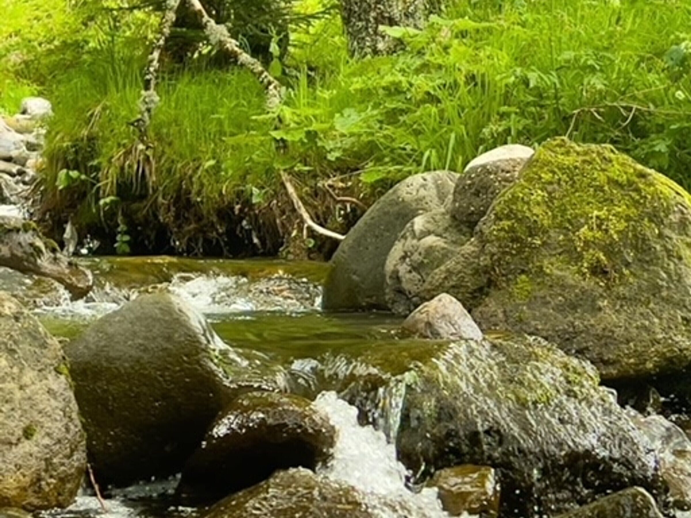 Un arroyo natural con rocas y vegetación.