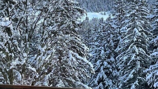 Eine verschneite Berglandschaft mit dichten Nadelbäumen.