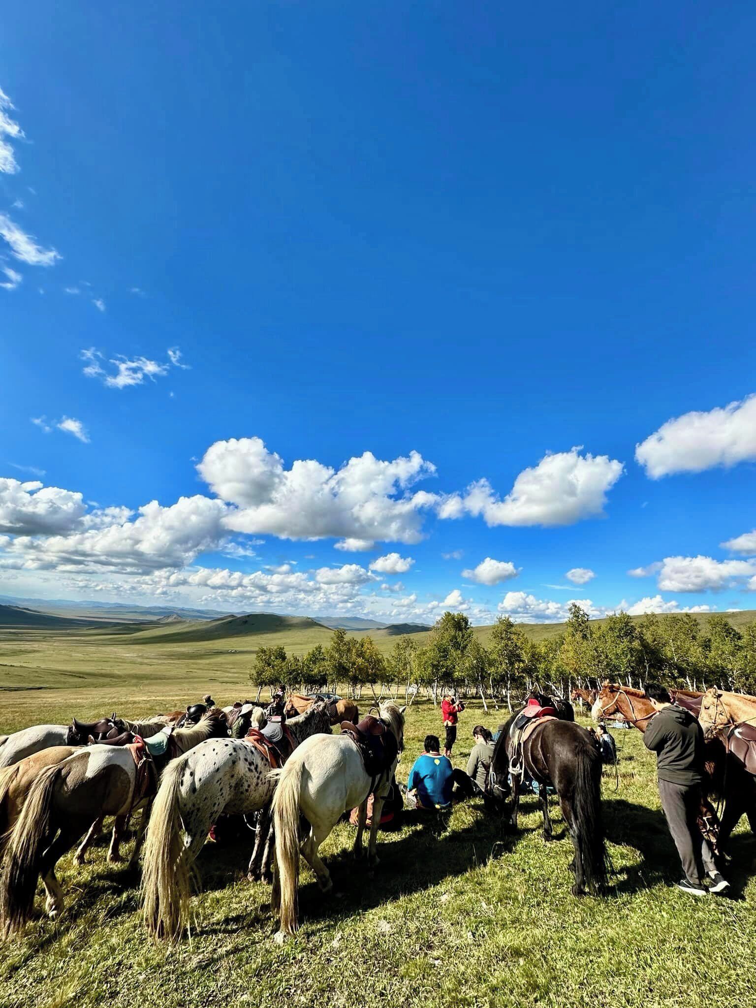 A group of horses in a grassy field with a clear blue sky and distant hills.