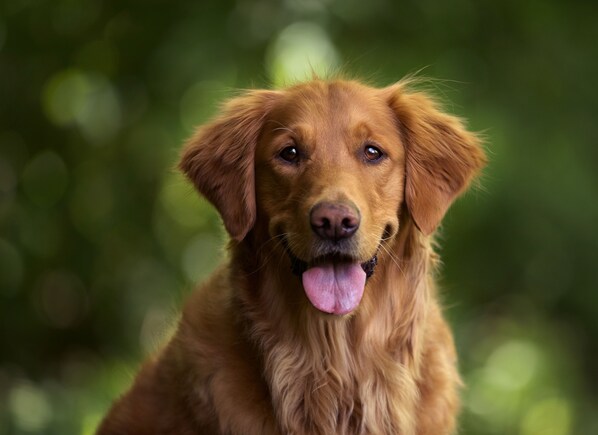 Primer plano de un golden retriever sobre un fondo verde desenfocado.