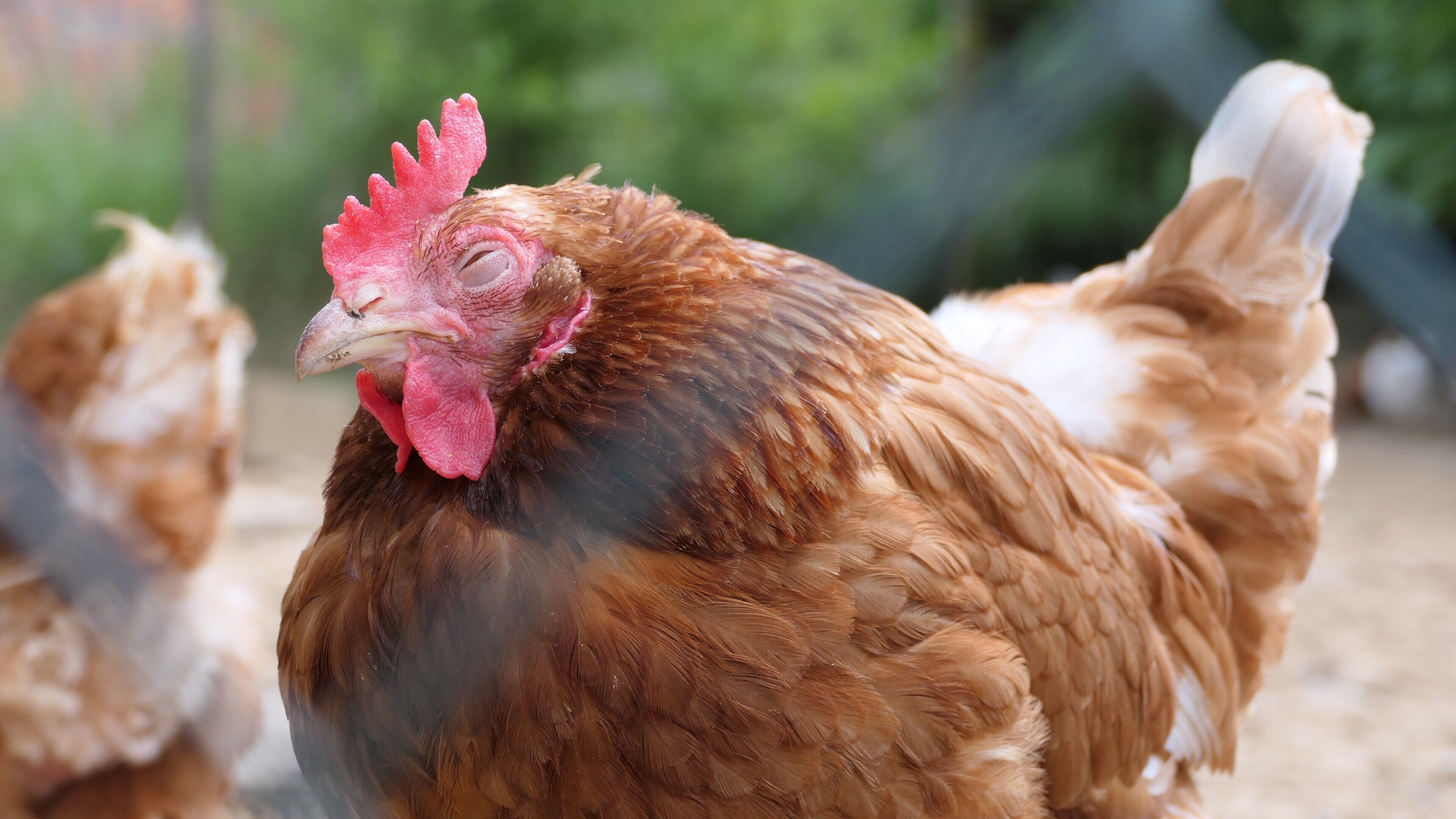 A close-up of a chicken with brown and white feathers, a prominent red comb, and a beak.
