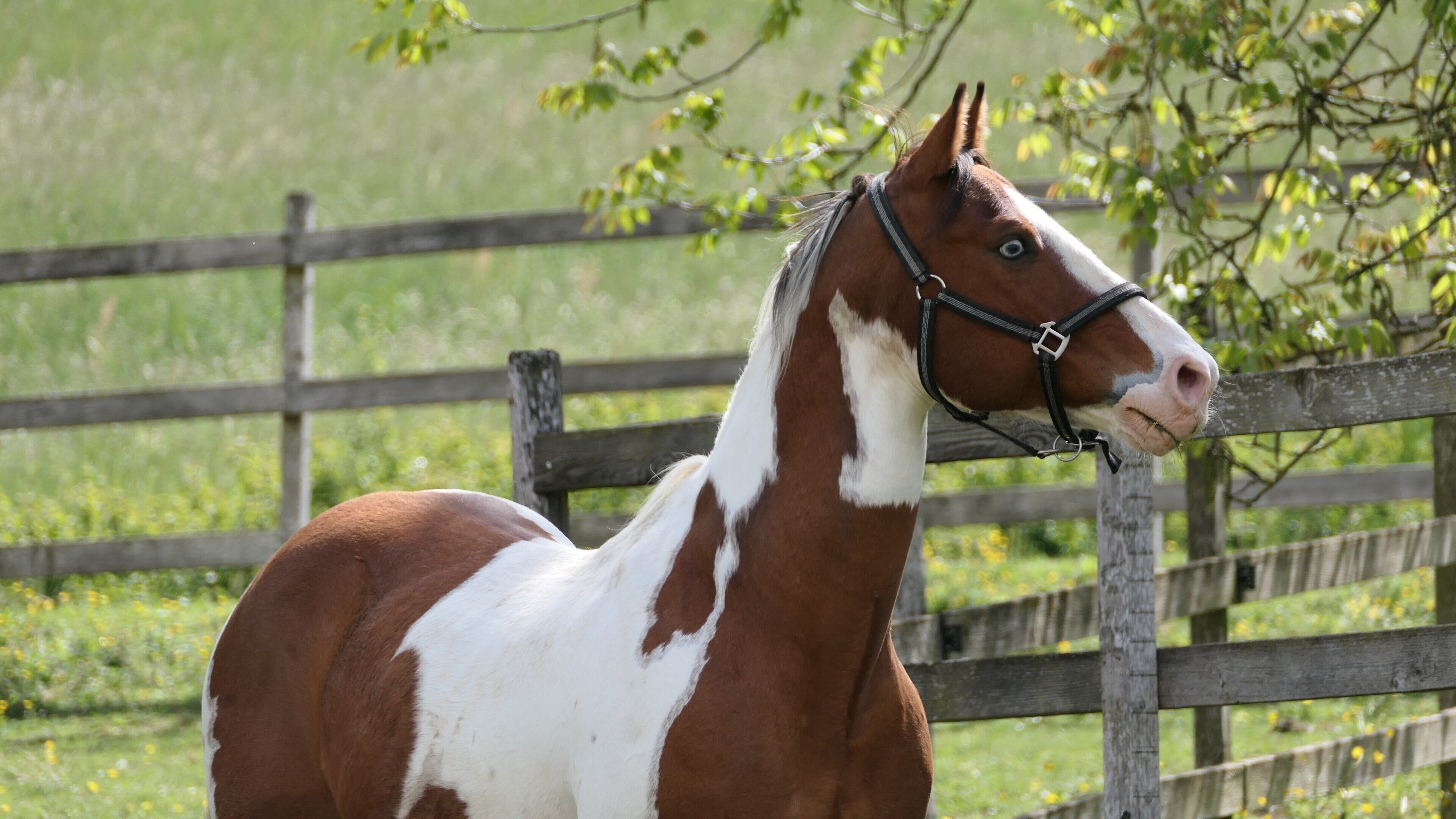 A horse with a white blaze and brown coat, standing behind a wooden fence in a grassy area.