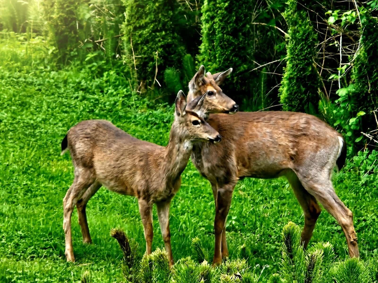 Twee herten in een weelderig groen veld.