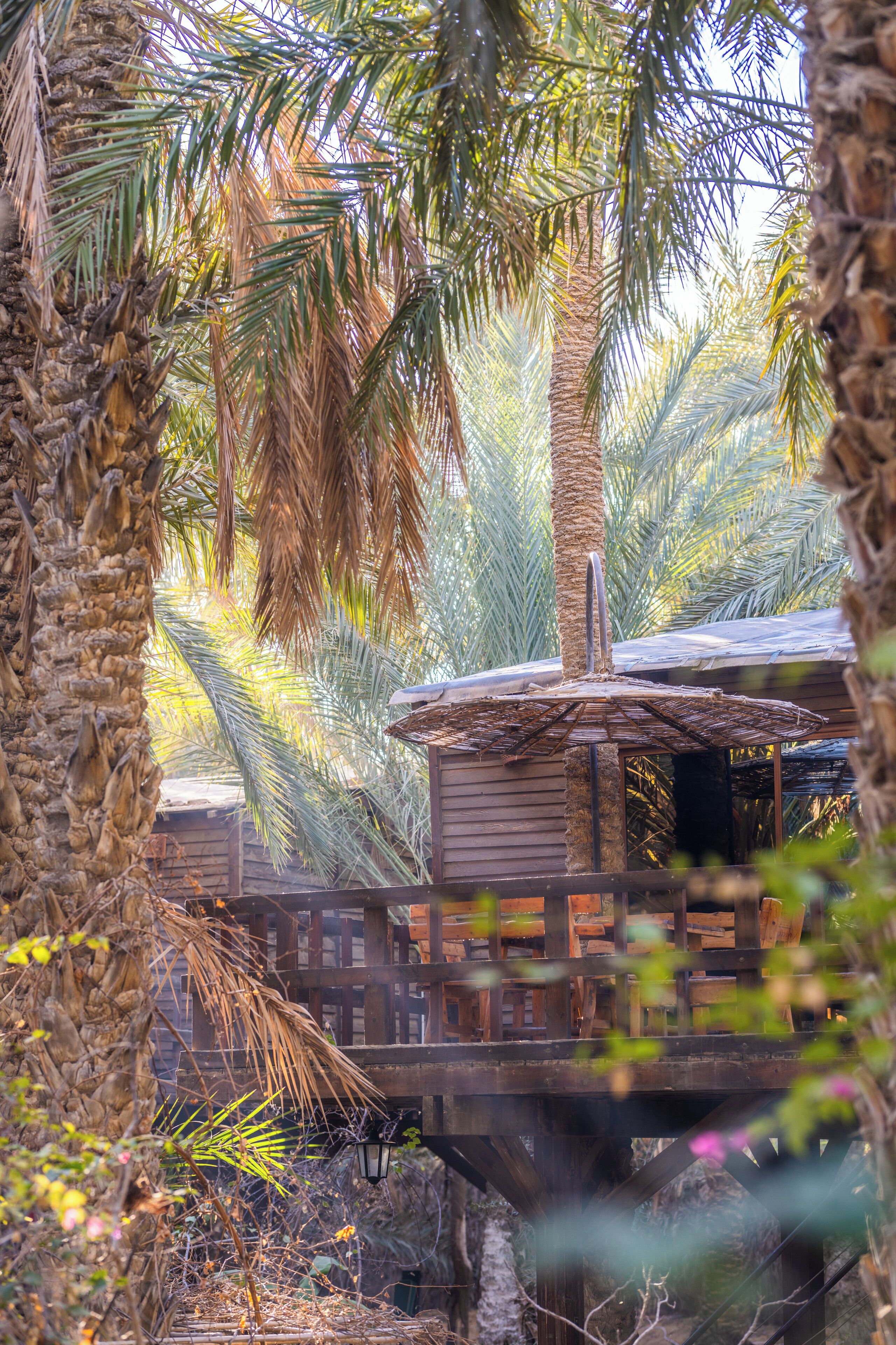 A wooden structure with a thatched roof, surrounded by palm trees.