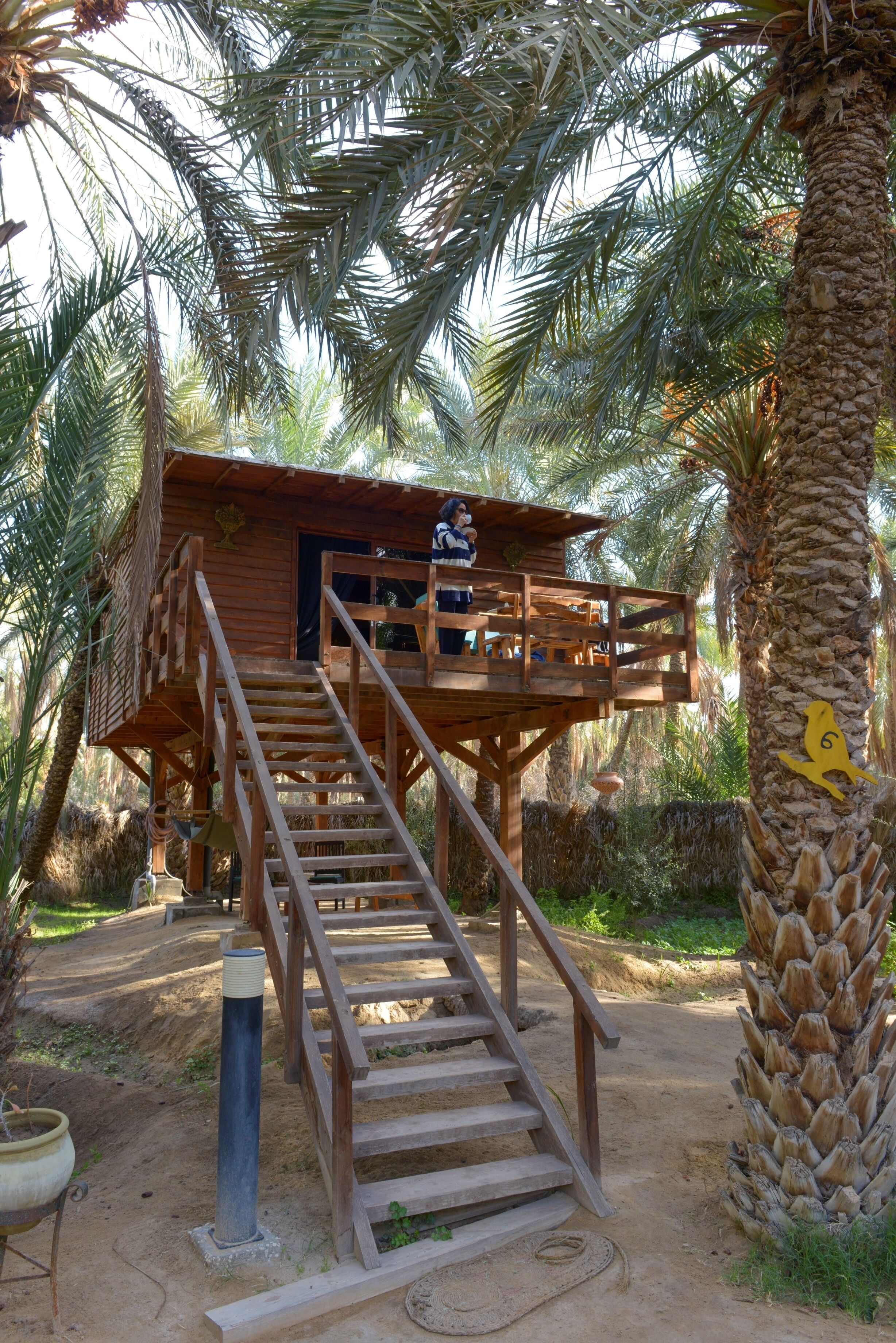 A wooden structure with a staircase leading to a deck, surrounded by palm trees.