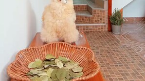 Um gato fofo sentado sobre uma mesa de madeira com um cesto de folhas de louro à frente.