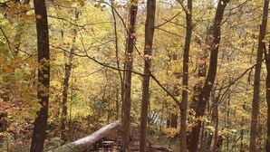 A forest with tall trees and a fallen log. - The Oculus Tinyhouse (Triadelphia)