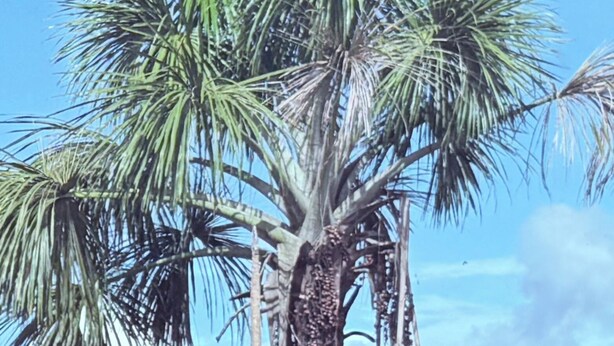 A tall palm tree with a wooden fence in the foreground. - Villa Mariaclaudia Macas (Macas)