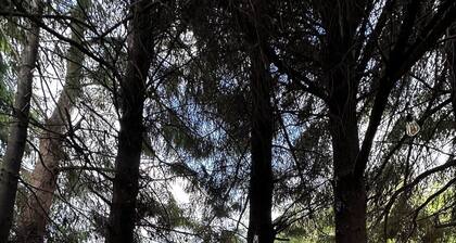 House surrounded by nature, close to many minimarket and restaurants.