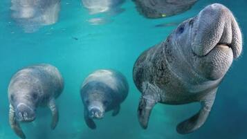 Three manatees swimming in clear blue water.