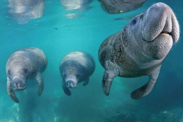 Kayaking - Drift & Dream Getaway Pet-Friendly  (Crystal River)