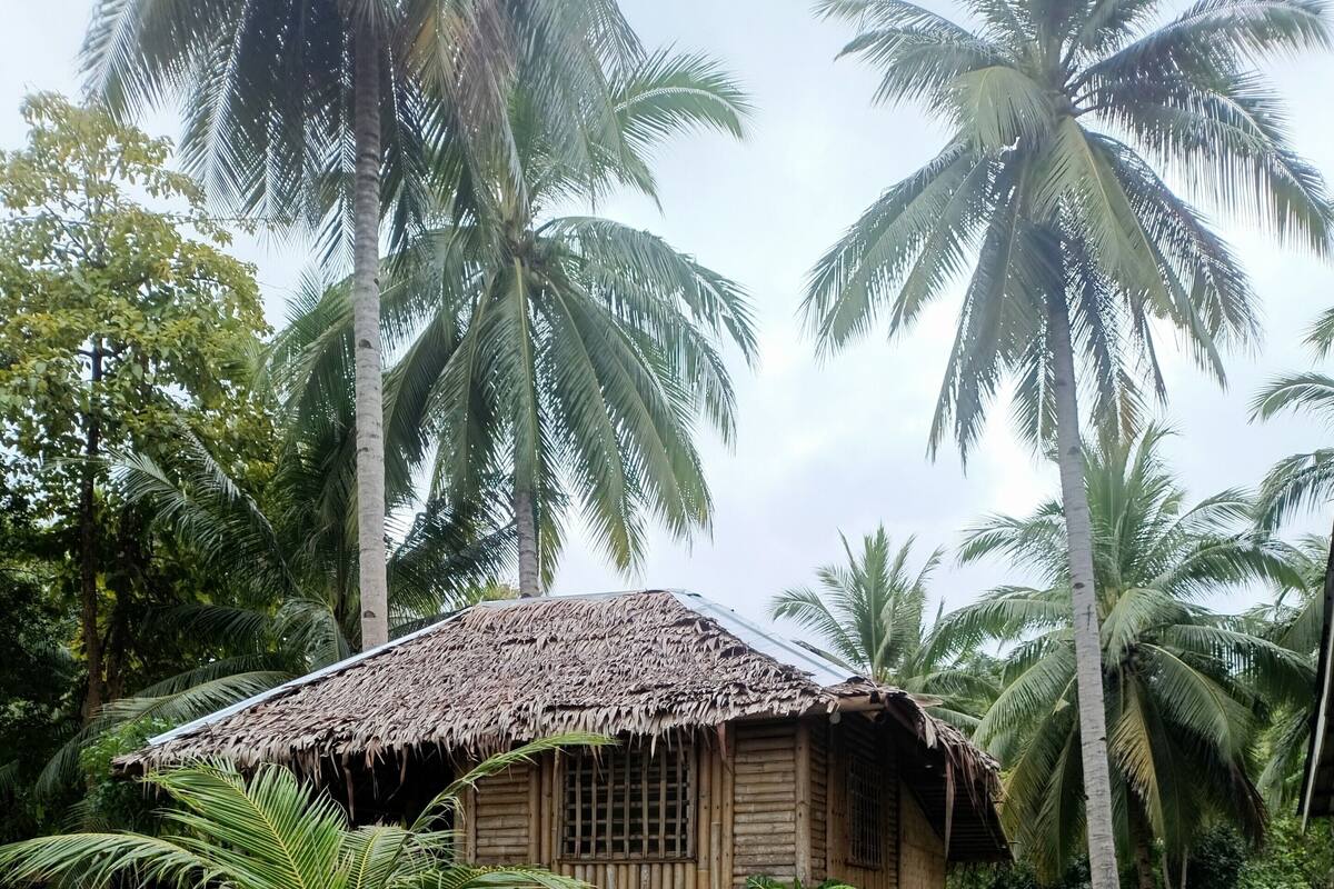 A rustic wooden house with a thatched roof, surrounded by lush greenery and palm trees.