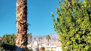 A well-maintained garden with a palm tree, a green shrub, and a pathway leading to a building with a mountain backdrop. - 2-bedroom condo in fantastic Cathedral City with AC (Cathedral City)