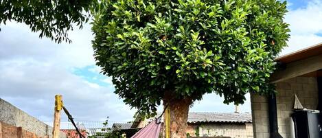 Área da propriedade