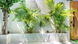 A modern outdoor pool area with a concrete edge, surrounded by lush green palm plants and a wooden door.